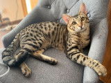 Mâle Savannah F6 LOOF à vendre