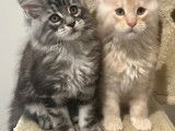 Chatons de race Maine Coon à vendre (4 femelles & 2 mâles)