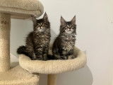 Chatons de race Maine Coon à vendre (4 femelles & 2 mâles)