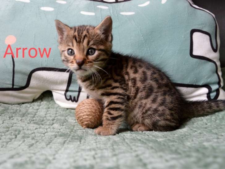 Chaton Bengal à vendre