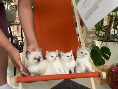 Chatons Ragdoll à vendre