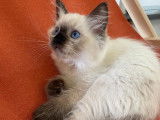 Magnifiques Chatons Ragdoll à vendre