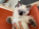 Magnifiques Chatons Ragdoll à vendre
