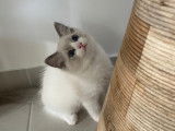Magnifiques Chatons Ragdoll à vendre