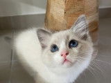 Magnifiques Chatons Ragdoll à vendre