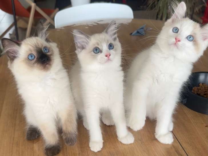 Magnifiques Chatons Ragdoll à vendre