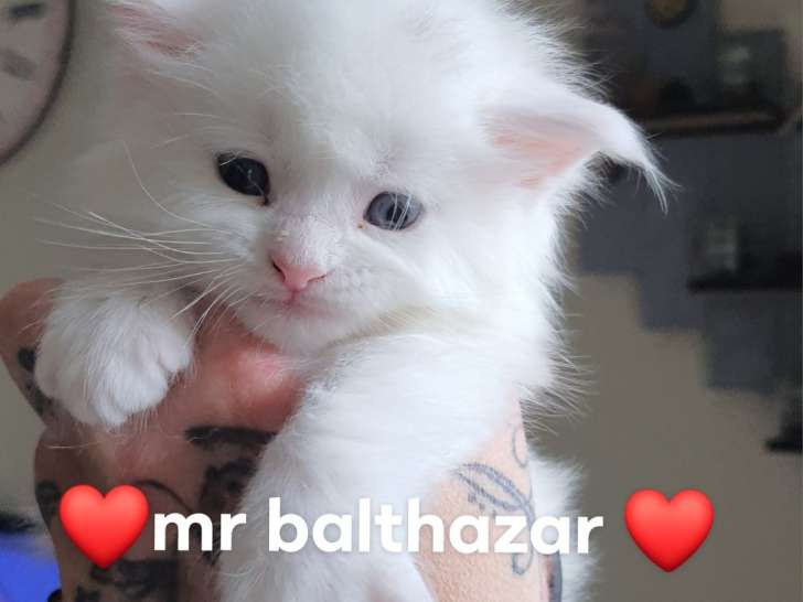 Magnifiques chatons Mainne Coon à réserver