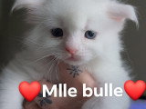 Magnifiques chatons Mainne Coon à réserver