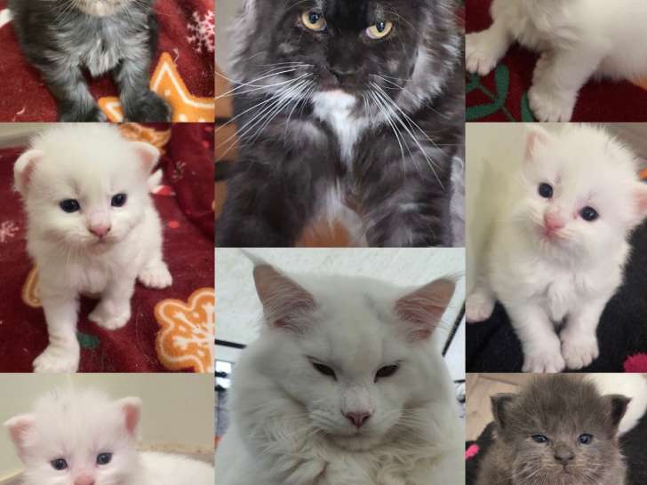 Magnifiques chatons Maine Coon polydactyles réserver