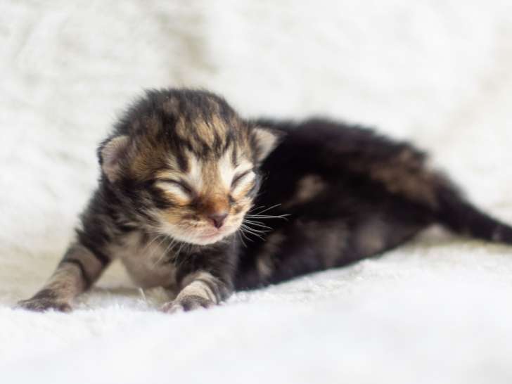 Chatons norvégiens disponibles