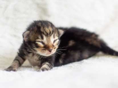 Chatons norvégiens disponibles