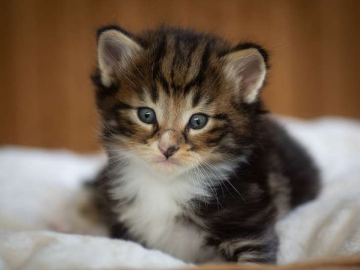 Chatons norvégiens disponibles