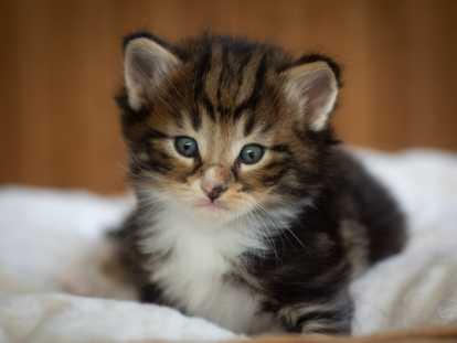 Chatons norvégiens disponibles