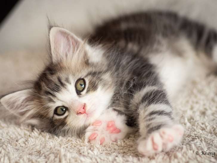 Chatons norvégiens disponibles