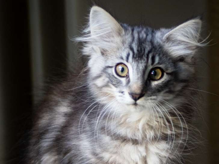 Chatons norvégiens disponibles