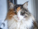 Chatons norvégiens disponibles