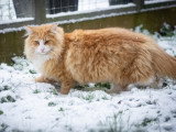 Chatons norvégiens disponibles