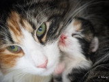 Chatons norvégiens disponibles