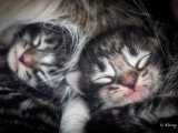 Chatons norvégiens disponibles