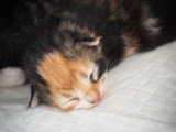 Chatons norvégiens disponibles
