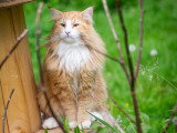 Chatons norvégiens LOOF disponibles