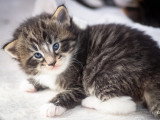 Chatons norvégiens LOOF disponibles