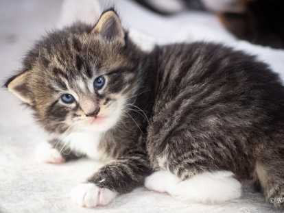 Chatons norvégiens LOOF disponibles