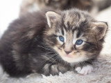 Chatons norvégiens LOOF disponibles