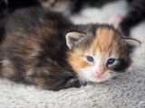 Chatons norvégiens LOOF disponibles