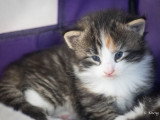 Chatons norvégiens LOOF disponibles