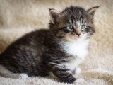 Chatons norvégiens LOOF disponibles