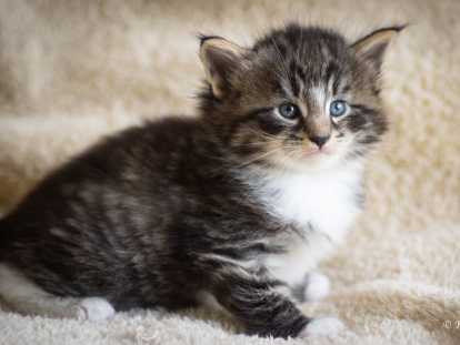 Chatons norvégiens LOOF disponibles