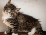Chatons norvégiens LOOF disponibles