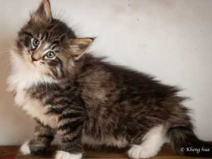 Chatons norvégiens LOOF disponibles