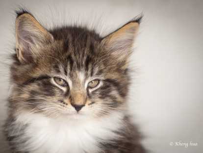 Chatons norvégiens LOOF disponibles