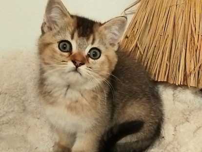 Magnifique chatonne British Shorthair black golden à endre