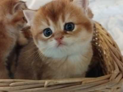 Magnifiques  British Shorthair black golden à endre