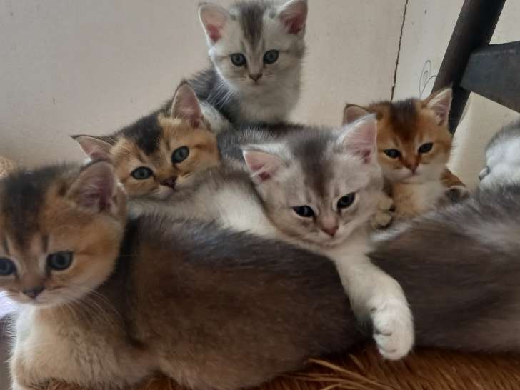 British shorthair black golden et black silver