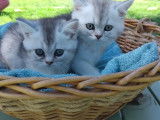 British shorthair black golden et black silver