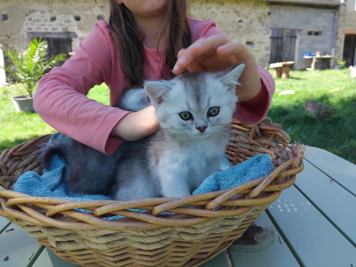 British shorthair black golden et black silver