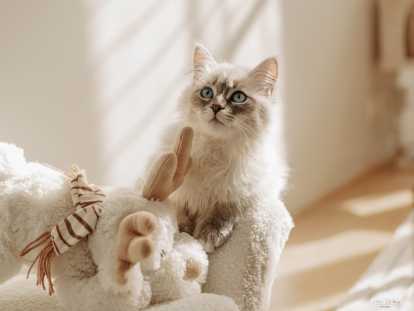 blue tabby & white a 2200€