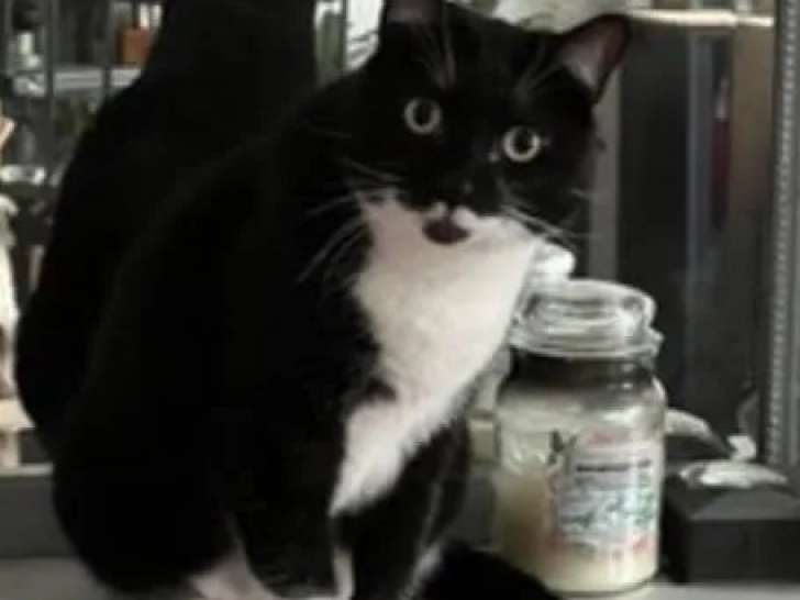 Chat blanc avec marque noire en attente d'adoption