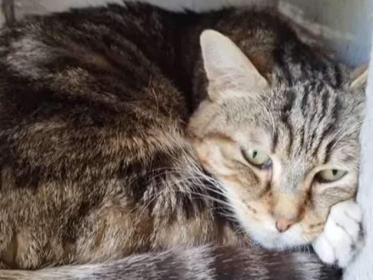 Chat tigré prêt pour l’adoption