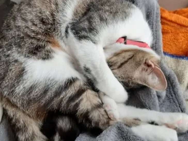 Chaton femelle tigré blanc en attente d'un foyer