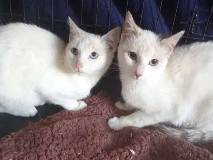 Chatonnes blanches à accueillir