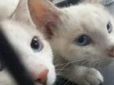 Chatonnes blanches à accueillir