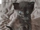 Chaton mâle noir en quête d’un foyer