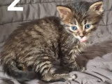 Adoption disponible : chaton mâle d’un mois