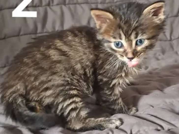 Adoption disponible : chaton mâle d’un mois