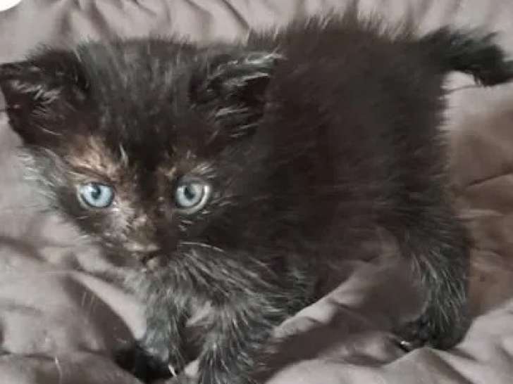 Chaton mâle de couleur noire à la recherche d'un foyer
